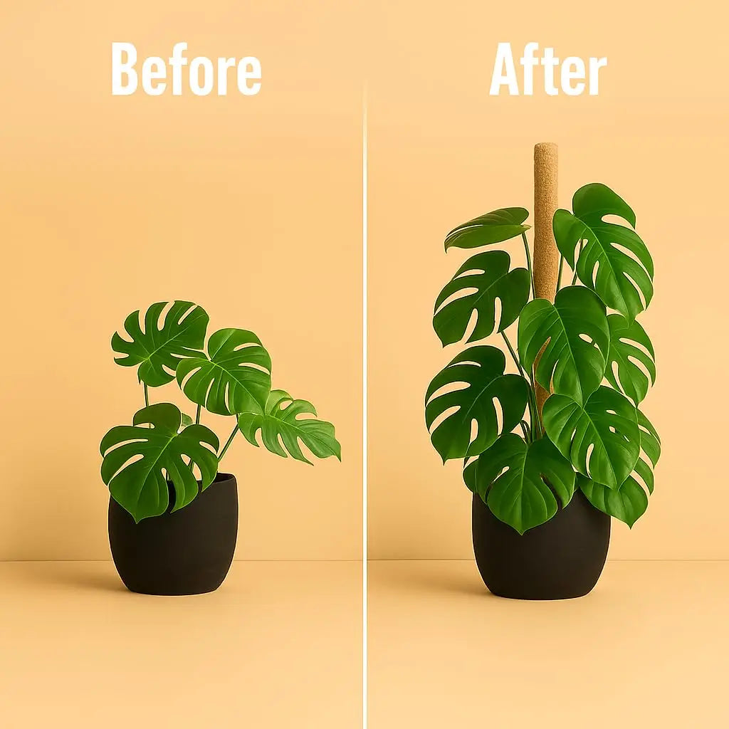 MossHaven™ – Natural Climbing Support for Indoor Plants